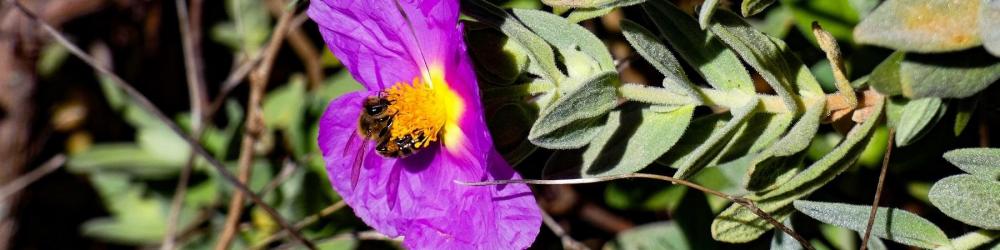 Bornegre vers la cascade abeille fleur violette zoom edited etsy 1801