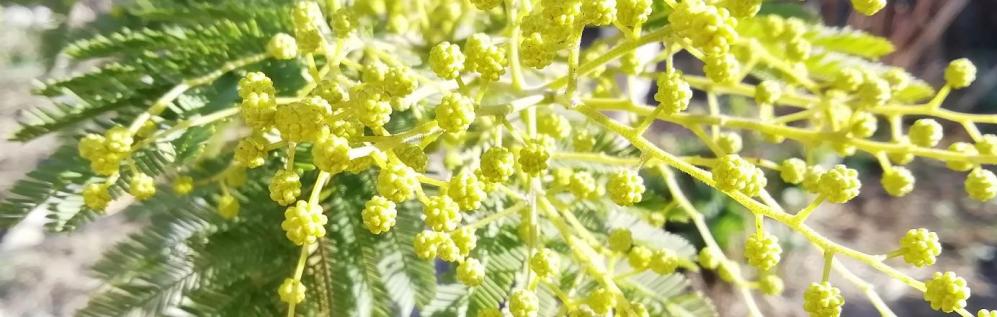 mimosa du jardin©nb uzessentiel