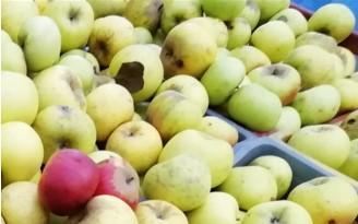 The rennet apple of Le Vigan