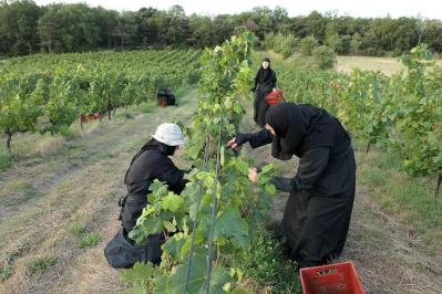 Vendanges solan©Monastère de Solan