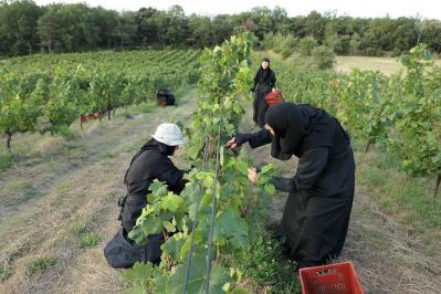 Vendanges solan©Monastère de Solan