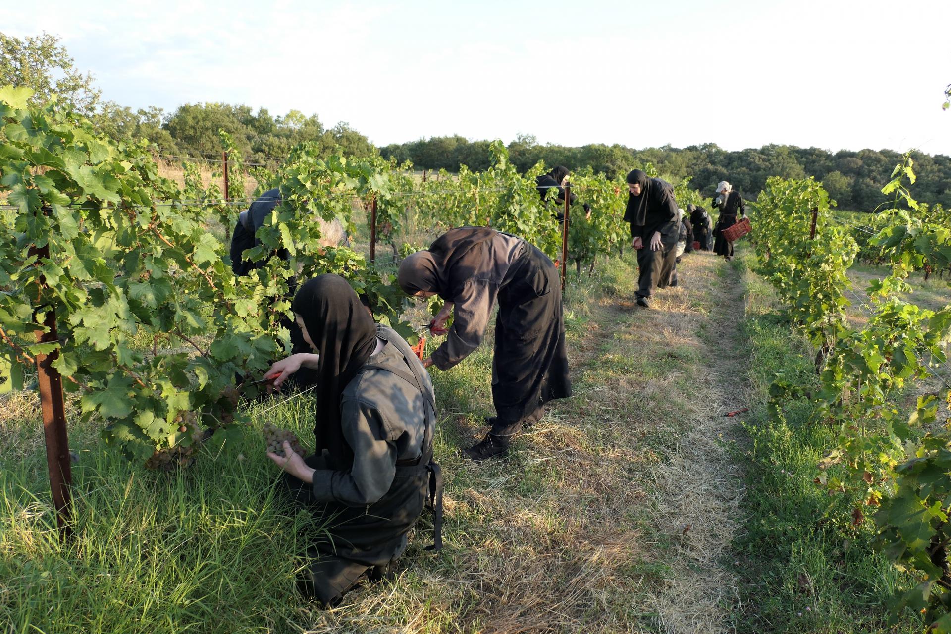 Vendanges solan 75