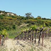 Vignes et abords