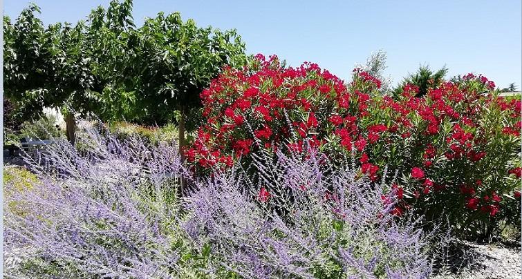 Vue jardin